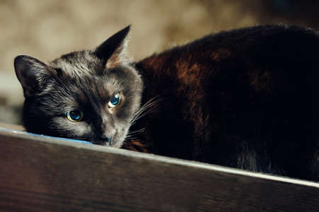 brooding black catの写真素材