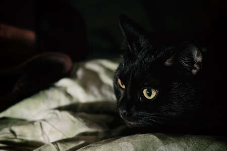 A black cat lying down in their bed.の写真素材