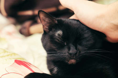 black cat being petted on the headの写真素材