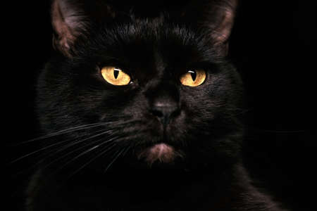 View from the darkness. muzzle a cat on a black background.の写真素材