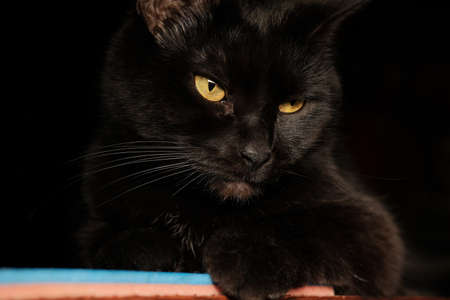 The pacified look of a black cat with beautiful eyesの写真素材