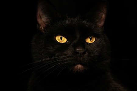 Black cat creepy sinister face portrait on black background.の写真素材