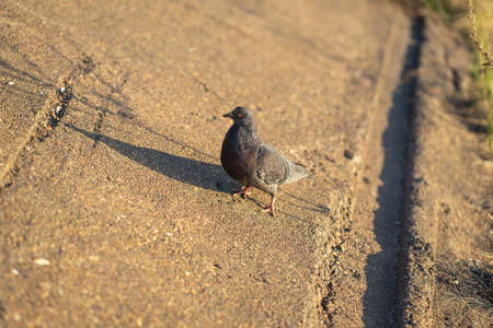 Pigeon standing peacefully on concrete mixed with gravel tiles overlooking surrounding and enjoying warm sun on warm sunny dayの写真素材