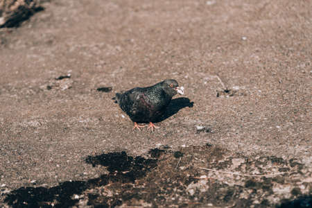 Free white walking along street. Serious dove.Dove in park. White dove. Beautiful . Street dove.の写真素材
