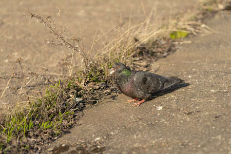 Pigeon standing peacefully on concrete mixed with gravel tiles overlooking surrounding and enjoying warm sun on warm sunny day artの写真素材