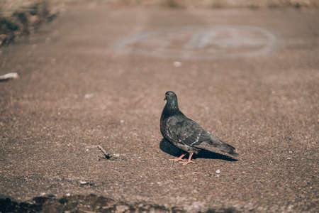 Pigeon standing peacefully on concrete mixed with gravel tiles overlooking surrounding and enjoying warm sun on warm sunny day artの写真素材