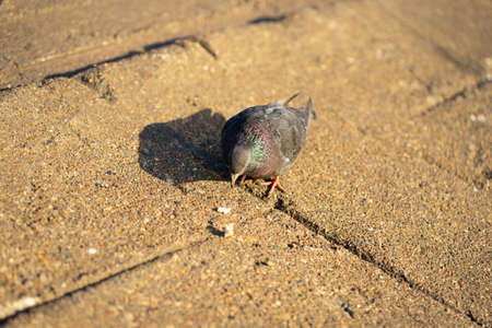 Pigeon standing peacefully on concrete mixed with gravel tiles overlooking surrounding and enjoying warm sun on warm sunny day artの写真素材
