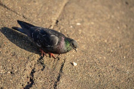 Pigeon standing peacefully on concrete mixed with gravel tiles overlooking surrounding and enjoying warm sun on warm sunny day artの写真素材