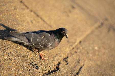 Pigeon standing peacefully on concrete mixed with gravel tiles overlooking surrounding and enjoying warm sun on warm sunny day artの写真素材