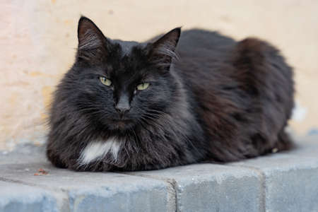 Multicolored cat lying on the sidewalk on the street artの写真素材