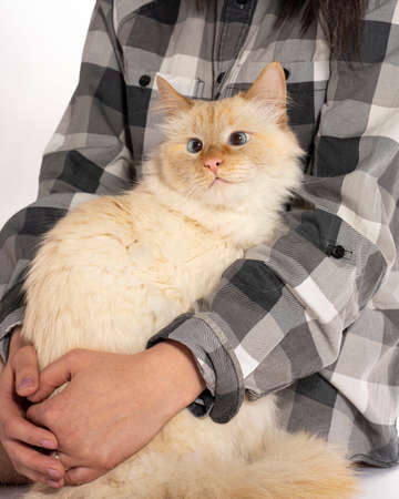 beige oblique cat sits on his hands and looks artの写真素材