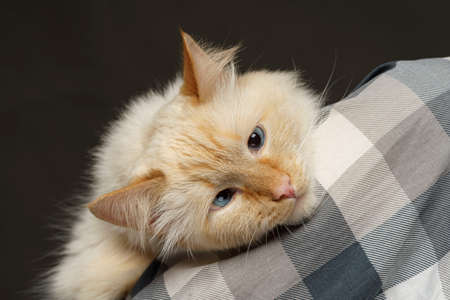 the cat lies on the shoulderbeige blue-eyed cat lies on the shoulder on the heeled shirt artの写真素材