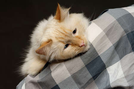 the cat lies on the shoulderbeige blue-eyed cat lies on the shoulder on the heeled shirt artの写真素材