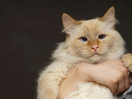 beige cat hold his hands so he could not escapeの写真素材