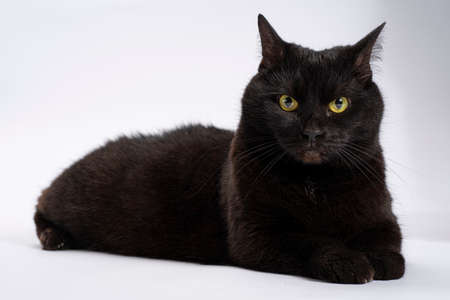 Black surprised stunned cat on a white background. Isolate artの写真素材