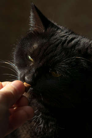 Black cat eating food from the hands. Green smart eyes art.の写真素材