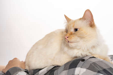 beige oblique cat sits on his hands and looks artの写真素材