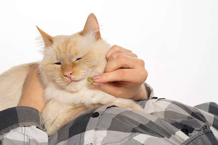 Beige cat eats medicine pills and vitamins from hands. Sits on hands.の写真素材