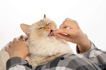 Beige cat eats medicine pills and vitamins from hands. Sits on hands.の写真素材