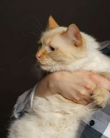 beige cat hold his hands so he could not escape artの写真素材
