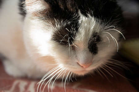 Black and white sleeping cat, a large portraitの写真素材