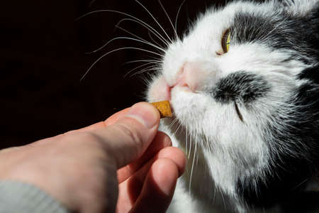 black and white cat eating with hands dry crisp food artの写真素材