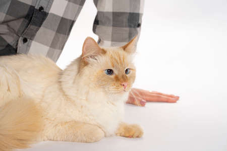 European cat sitting, art on white backgroundの写真素材