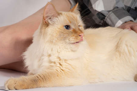 European cat sitting, art on white backgroundの写真素材
