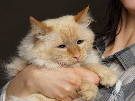 A girl with a big beige cross-eyed cat in her arms artの写真素材