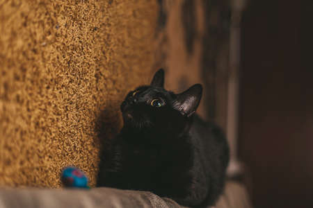 black cat playing with toy with feathersの写真素材