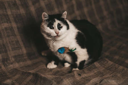 adorable shorthair black and white kitten with green eyes playing with feather rod toy artの写真素材