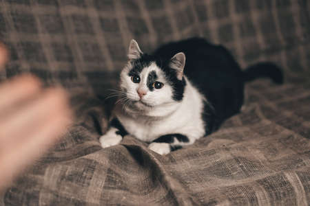 black-and-white cat lying on the back on the couch artの写真素材