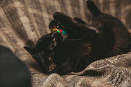 black cat playing with toy with feathers artの写真素材