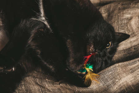 black cat playing with toy with feathersの写真素材