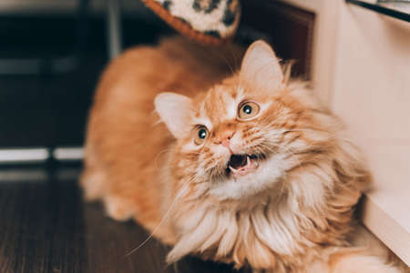 Close-up red cat with green eyes looking on camera. Cute aborable red cat asks food.の写真素材