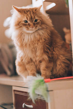 cat sit on a shelf dark brown cupboardの写真素材