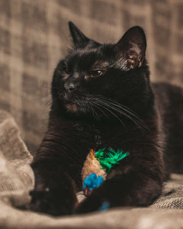 black cat playing with toy with feathers artの写真素材