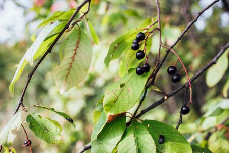 Tender bird cherry twig, beautiful black berries. Art.