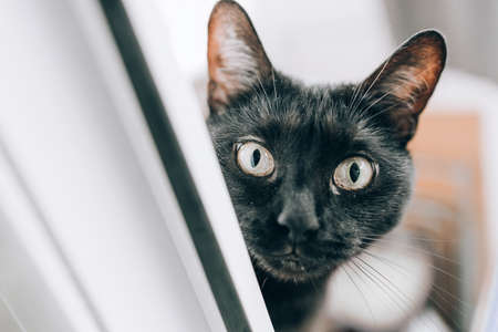 Black cat peeps through the window. Art.の写真素材