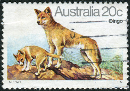 AUSTRALIA - CIRCA 1980: Postage stamp printed in Australia shows the Dingo (Canis lupus dingo), circa 1980のeditorial素材
