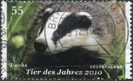 GERMANY - CIRCA 2009: A stamp printed in Germany, dedicated to the \"Year of the Animal - 2010\", shows the Badger, circa 2009のeditorial素材