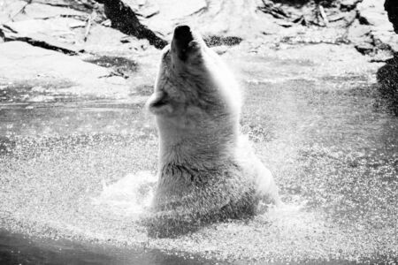 Polar bear (Ursus maritimus) in the water. Black and whiteの写真素材