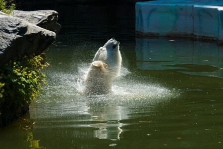 Polar bear (Ursus maritimus) in the waterの写真素材