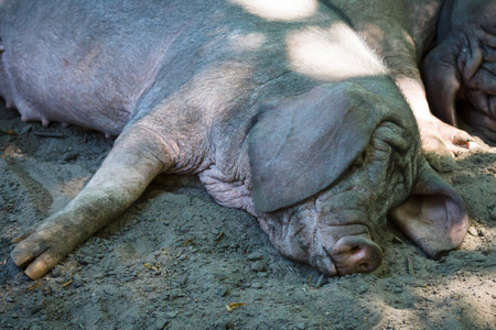 Pot-bellied pigの写真素材