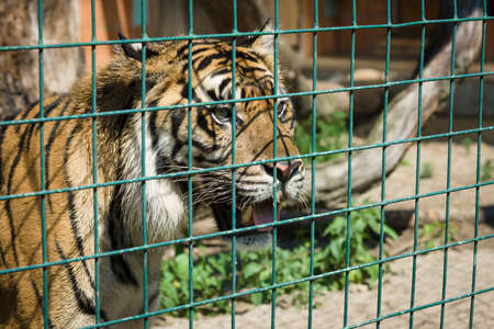 Tiger in a cage.