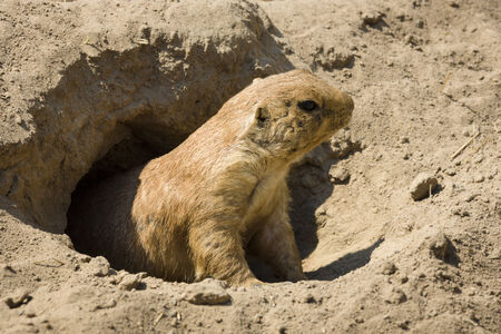 Gopher
