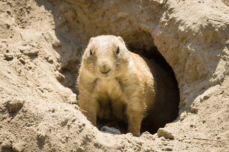 Gopher