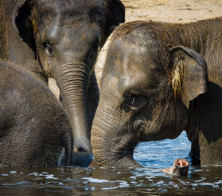 Family of elephants in the water.の写真素材
