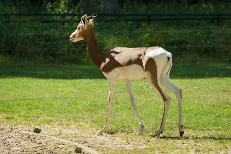 Dama gazelle (Nanger dama)の写真素材