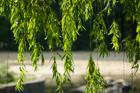 Background of hanging branches with green leaves.の写真素材
